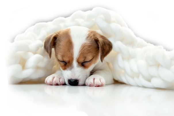 chiot qui dort sous une couverture de laine blanche